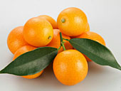 成熟的金橘