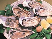 Takanabe Oysters