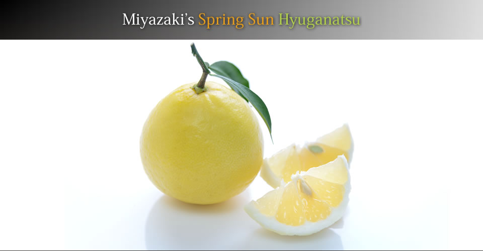 Miyazaki’s Spring Sun Hyuganatsu