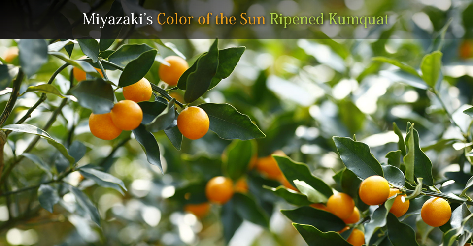 Miyazaki’s Color of the Sun Ripened Kumquat