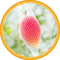 Agricultural products