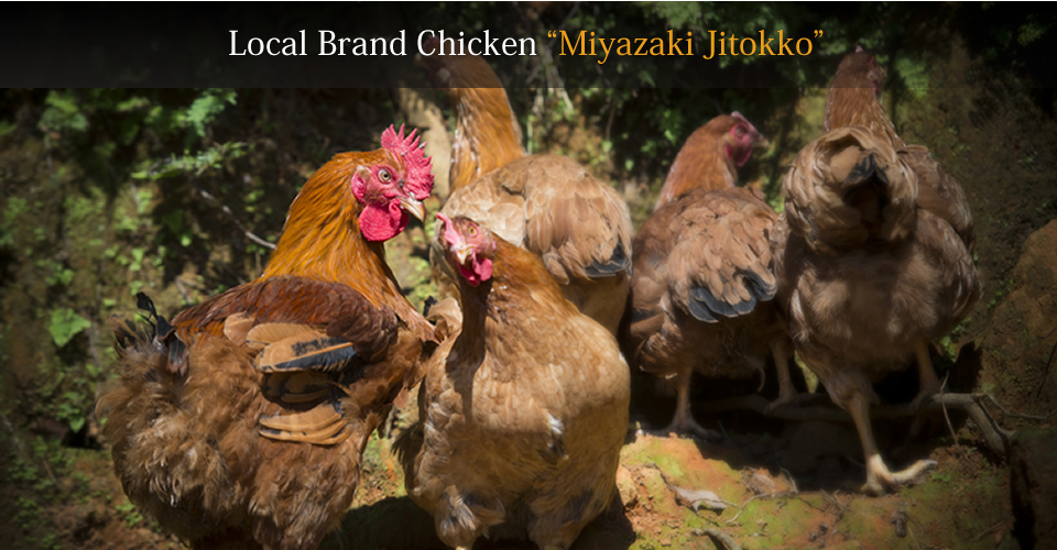Local Brand Chicken “Miyazaki Jitokko”