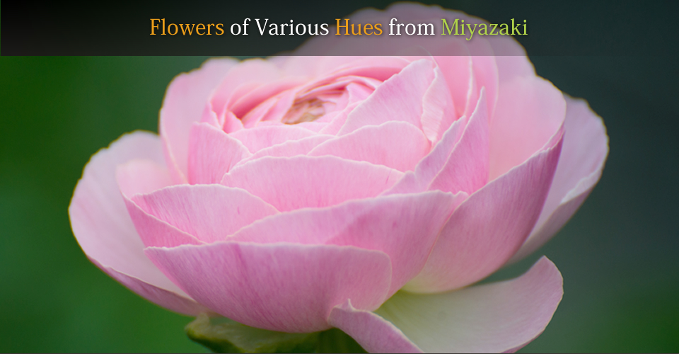 Flowers of Various Hues from Miyazaki