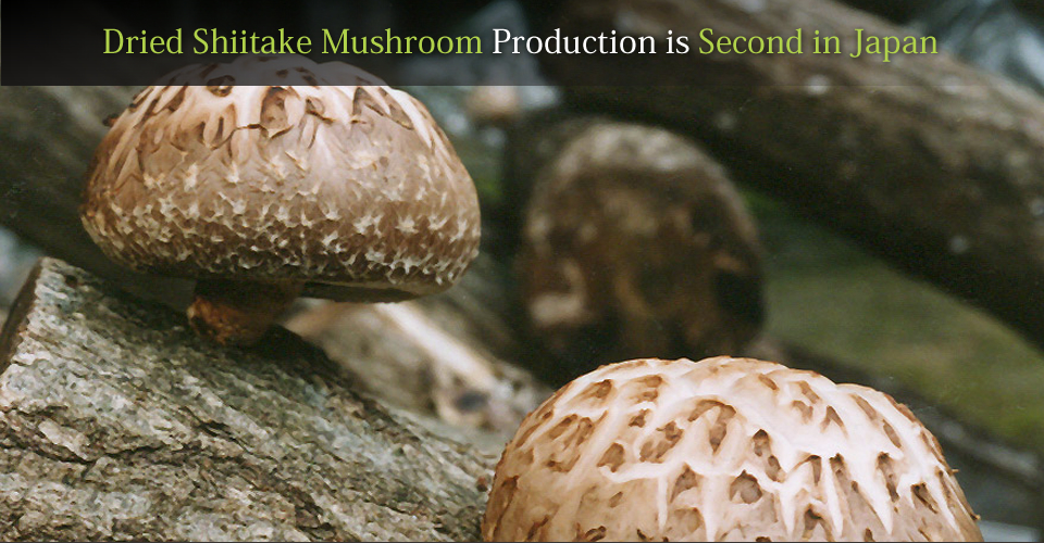 Dried Shiitake Mushroom Production is Second in Japan
