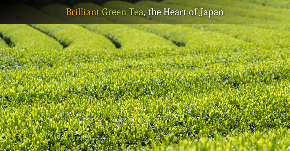 Brilliant Green Tea, the Heart of Japan 