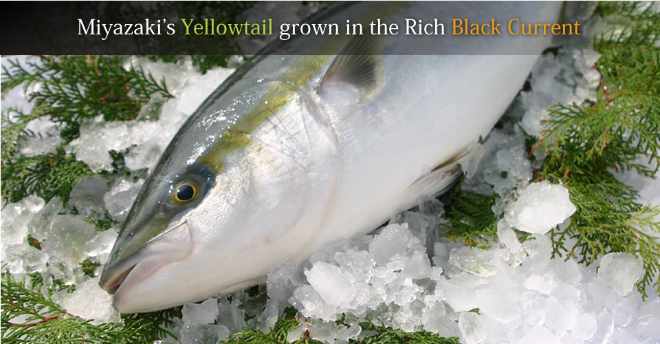 Miyazaki’s Yellowtail grown in the Rich Black Current