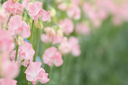 Sweet peas