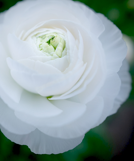 Rananculus