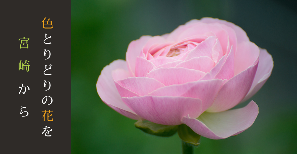 色とりどりの花を宮崎から