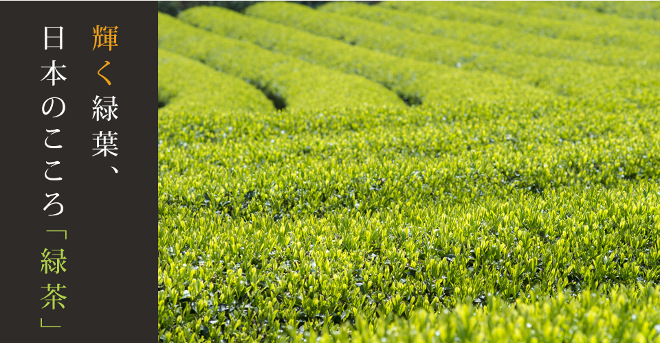 輝く緑葉、日本のこころ「緑茶」